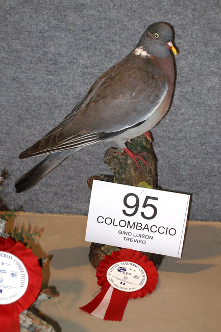 2009-colombaccio